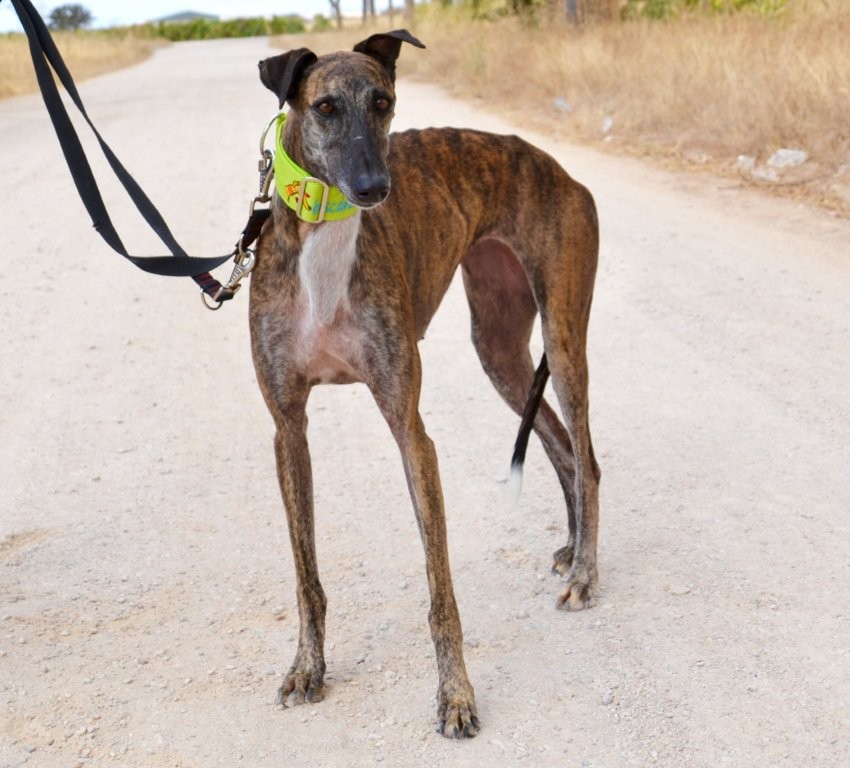 Photo de COMETA, un lévrier en attente d adoption