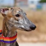 Lévrier de race galgos Photo de DABIR, un lévrier à adopté