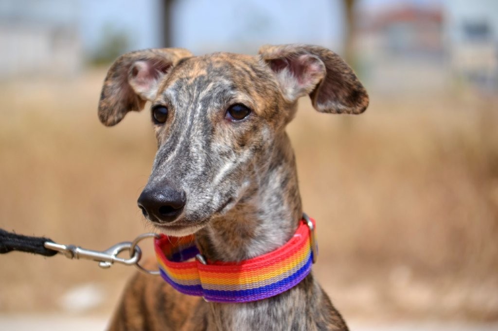 Photo de DABIR, un lévrier en attente d adoption