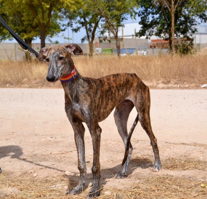 Photo de DABIR, un lévrier en attente d adoption