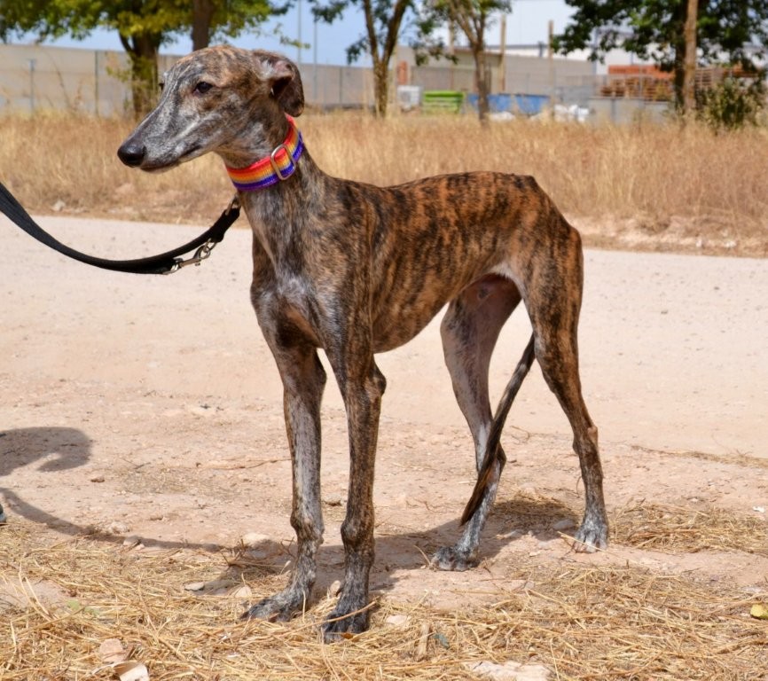 Photo de DABIR, un lévrier en attente d adoption