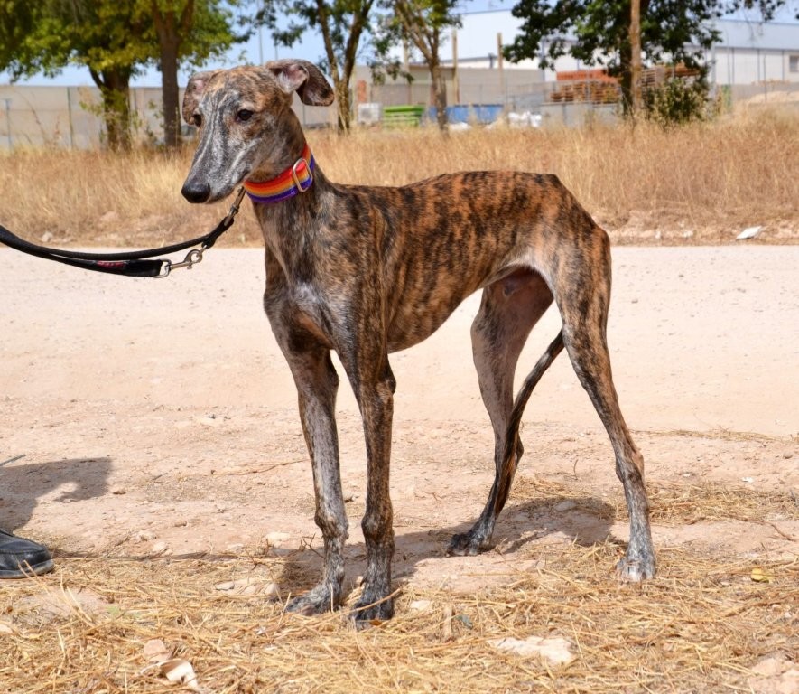 Photo de DABIR, un lévrier en attente d adoption