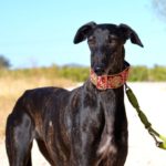 Lévrier de race galgos Photo de EDNA, un lévrier à adopté