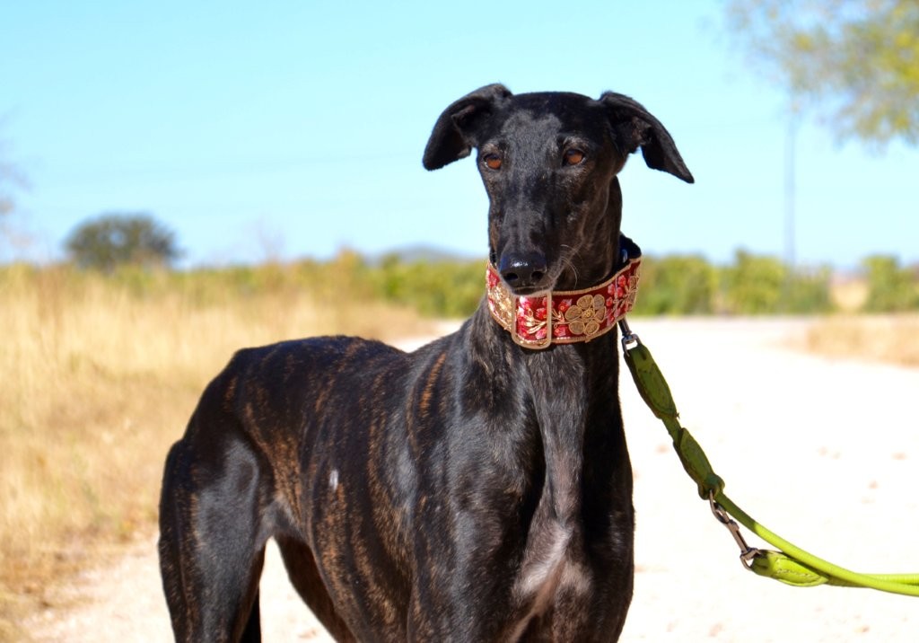 Photo de EDNA, un lévrier en attente d adoption