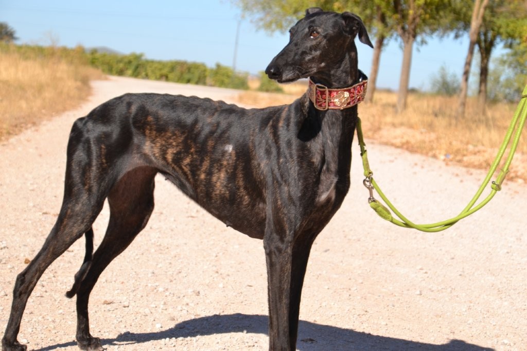 Photo de EDNA, un lévrier en attente d adoption