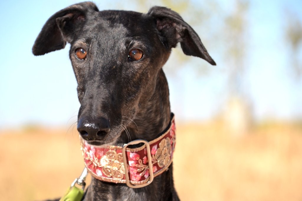 Photo de EDNA, un lévrier en attente d adoption