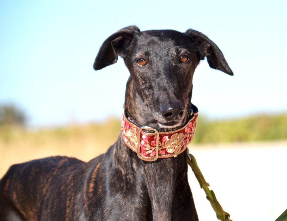 Photo de EDNA, un lévrier en attente d adoption