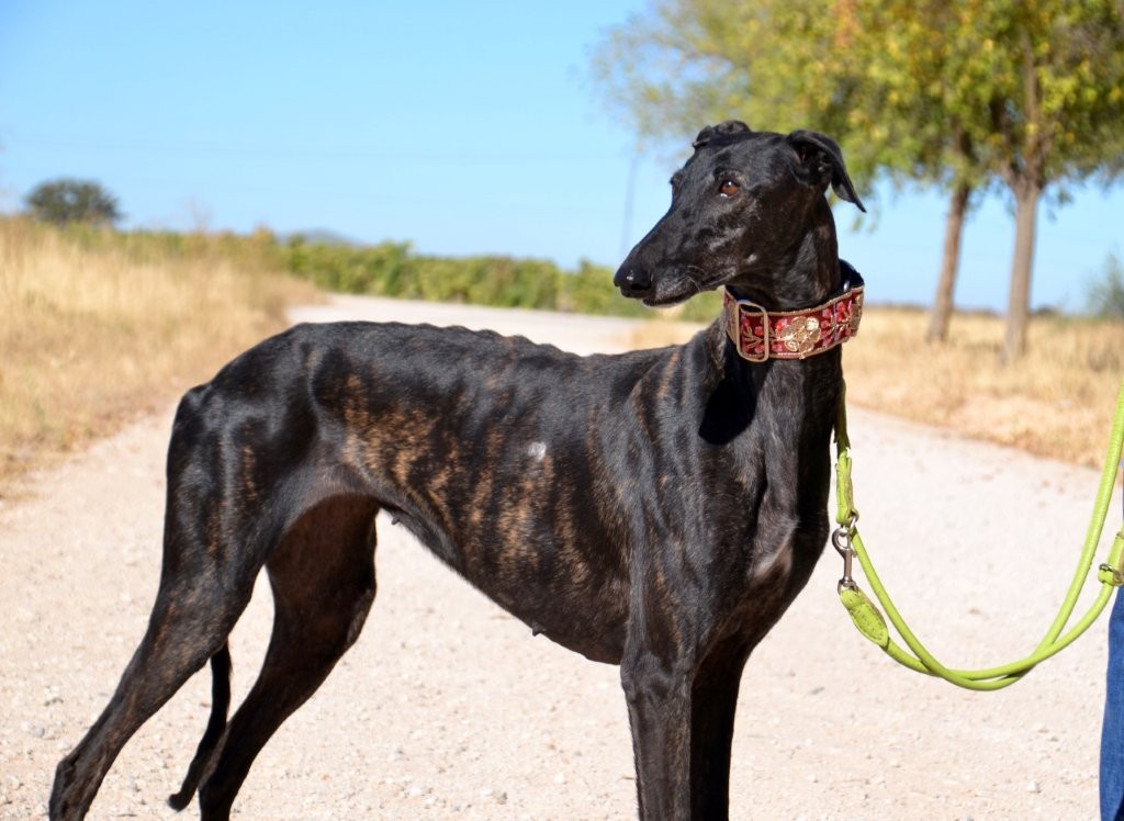 Photo de EDNA, un lévrier en attente d adoption