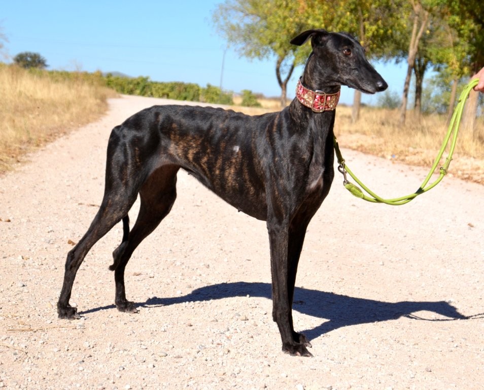 Photo de EDNA, un lévrier en attente d adoption