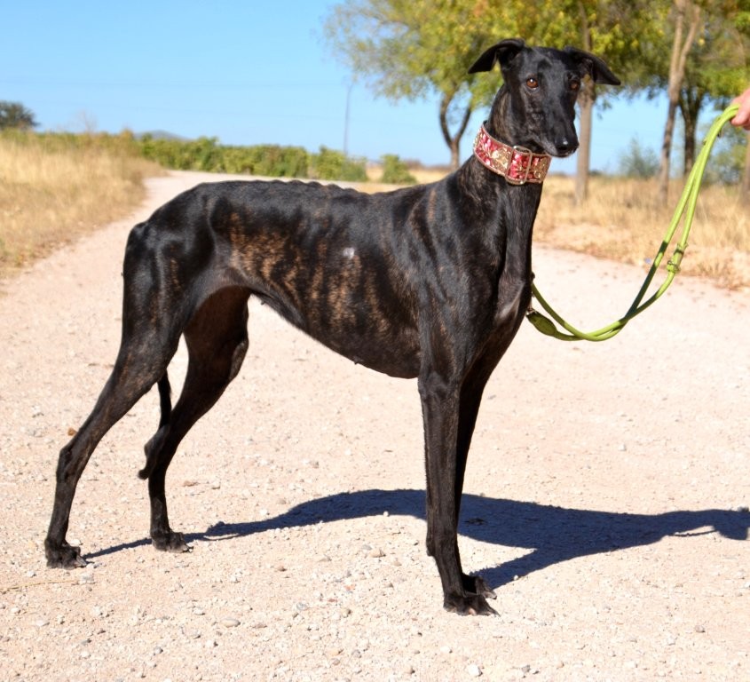 Photo de EDNA, un lévrier en attente d adoption