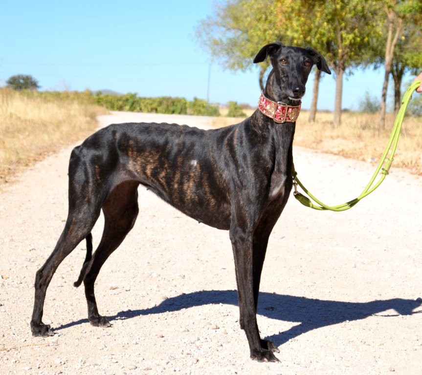 Photo de EDNA, un lévrier en attente d adoption