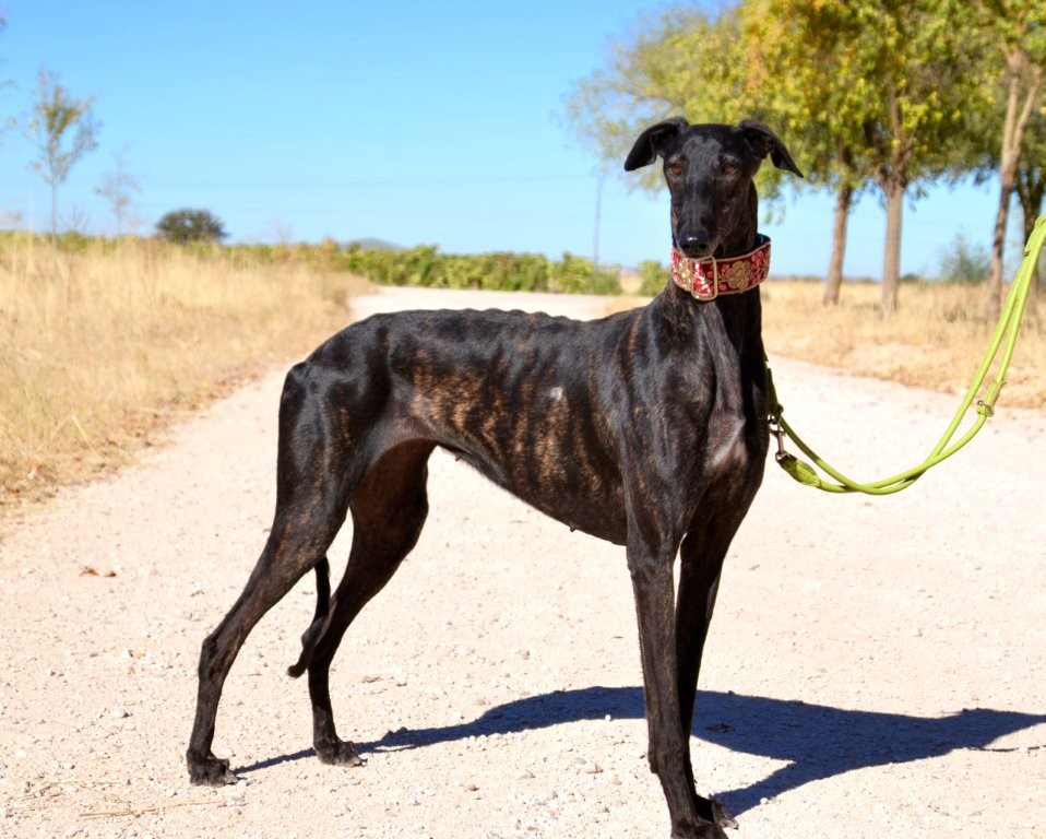 Photo de EDNA, un lévrier en attente d adoption