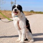Lévrier de race galgos Photo de ELVIS, un lévrier à adopté
