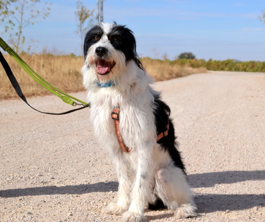Photo de ELVIS, un lévrier en attente d adoption