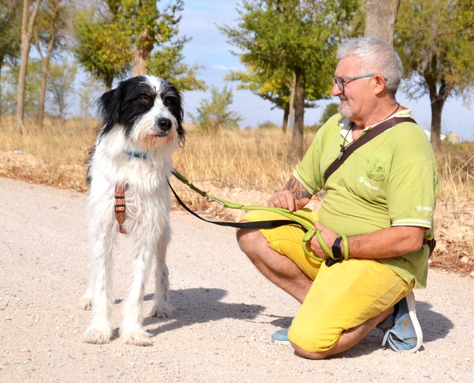 Photo de ELVIS, un lévrier en attente d adoption