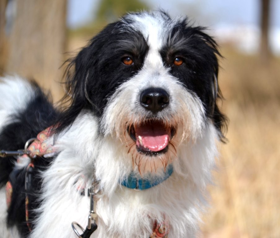 Photo de ELVIS, un lévrier en attente d adoption