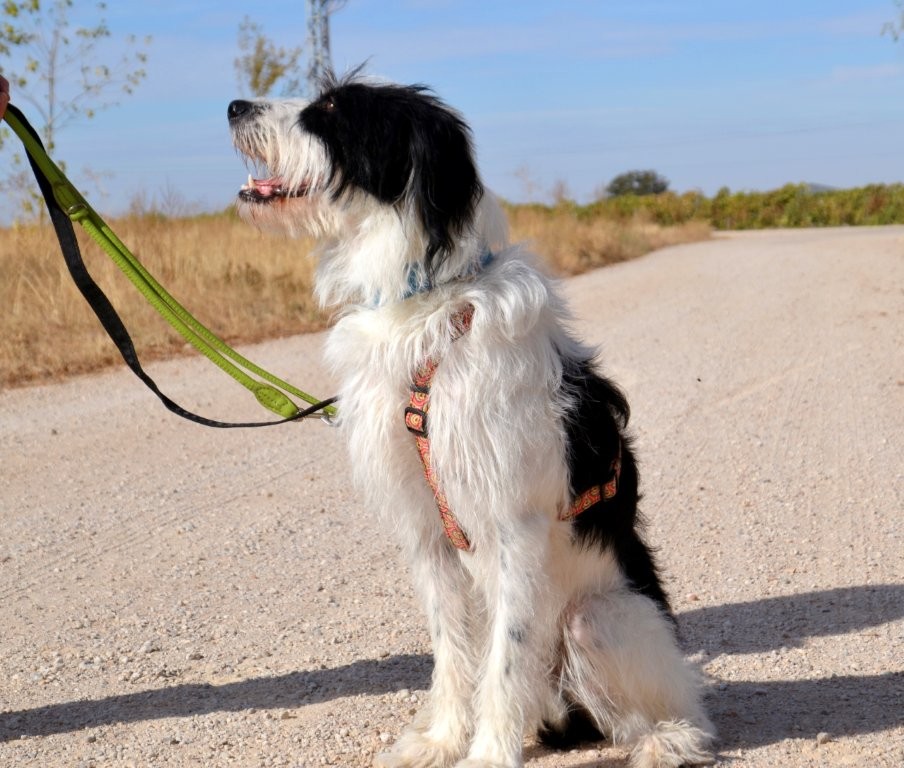 Photo de ELVIS, un lévrier en attente d adoption