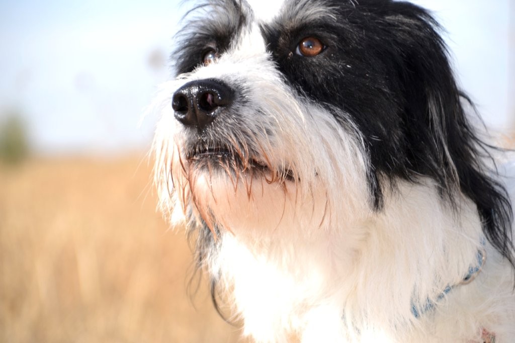 Photo de ELVIS, un lévrier en attente d adoption