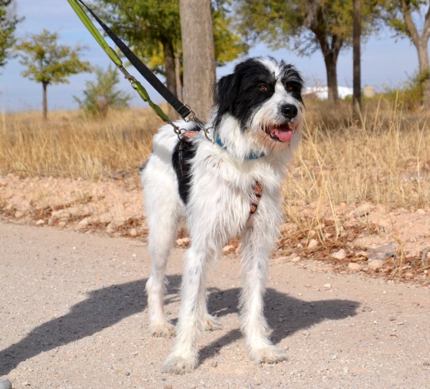 Photo de ELVIS, un lévrier en attente d adoption