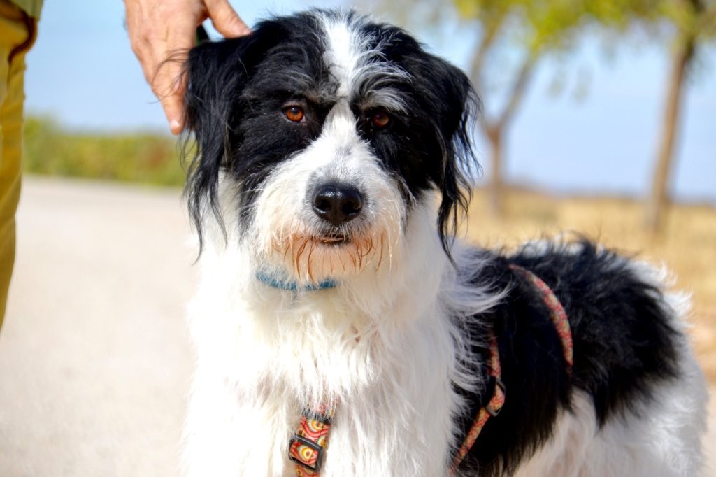 Photo de ELVIS, un lévrier en attente d adoption