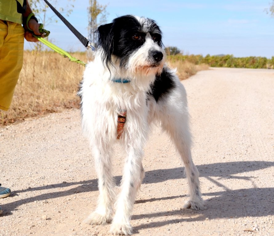Photo de ELVIS, un lévrier en attente d adoption
