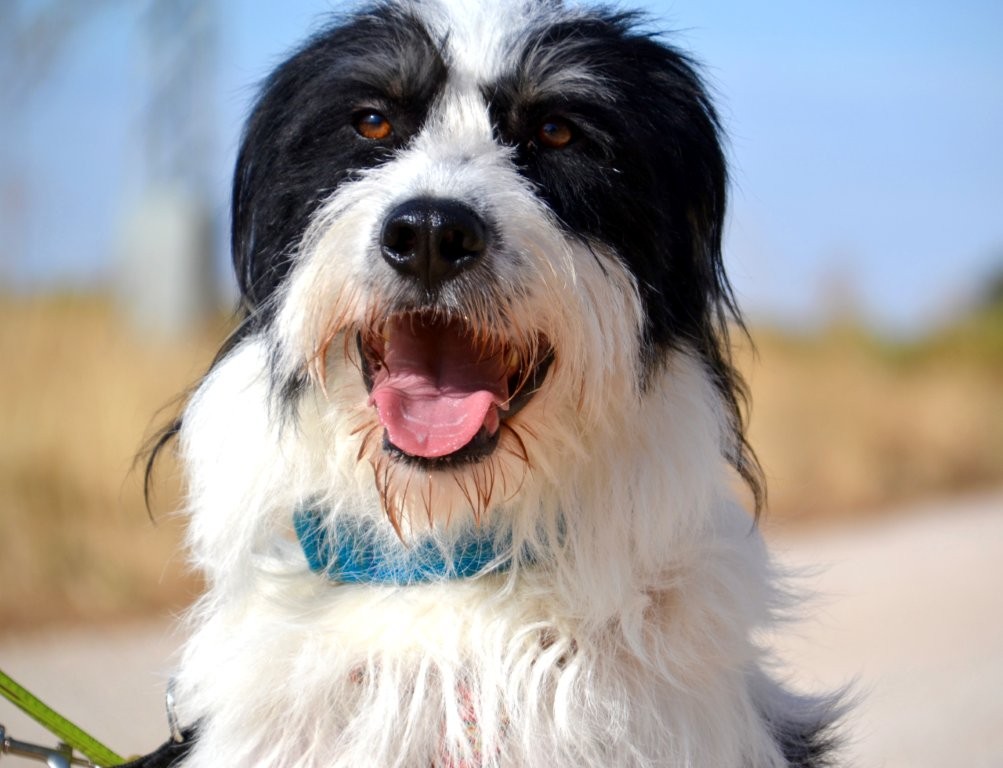 Photo de ELVIS, un lévrier en attente d adoption