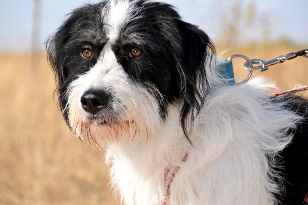 Photo de ELVIS, un lévrier en attente d adoption