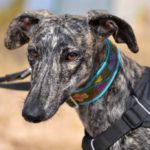 Lévrier de race galgos Photo de EMILY, un lévrier à adopté