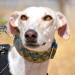Lévrier de race galgos Photo de ICARO, un lévrier à adopté