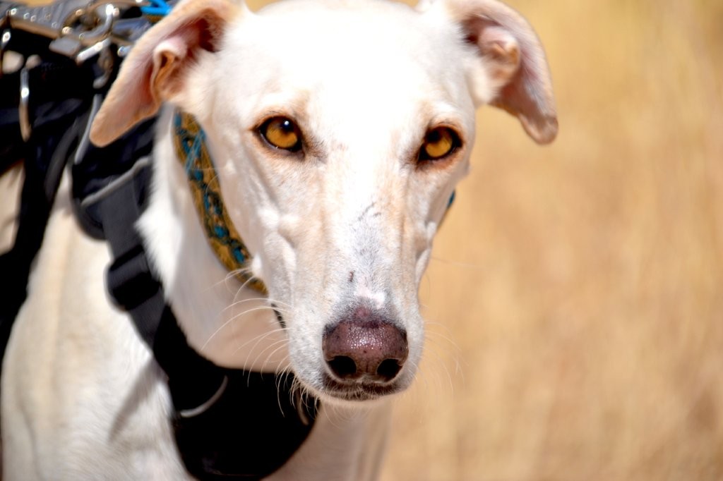Photo de ICARO, un lévrier en attente d adoption