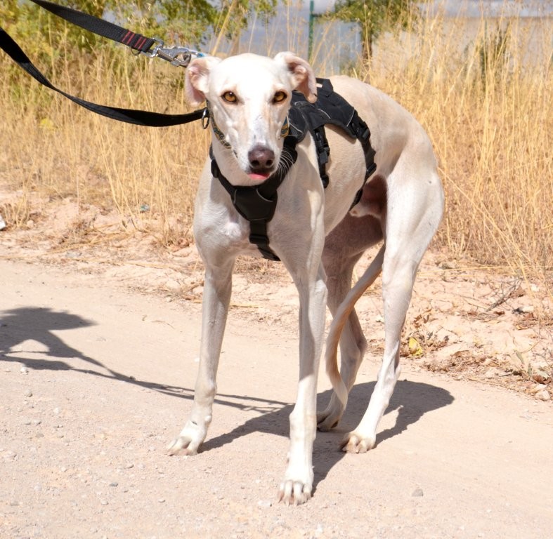 Photo de ICARO, un lévrier en attente d adoption