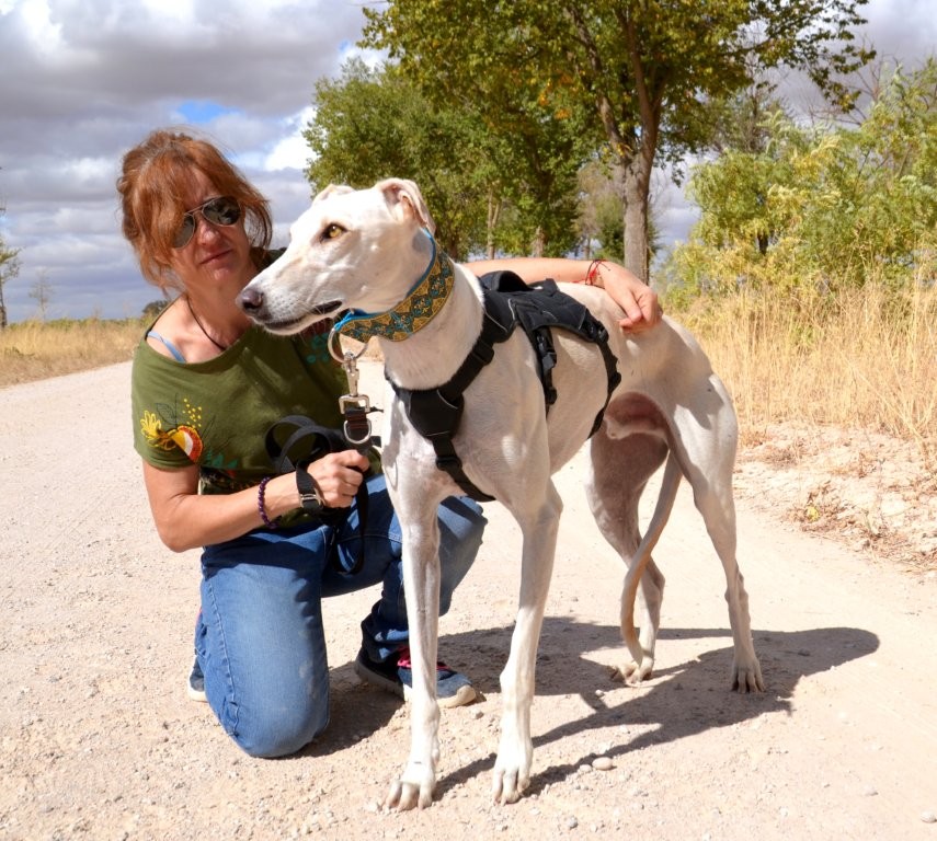 Photo de ICARO, un lévrier en attente d adoption