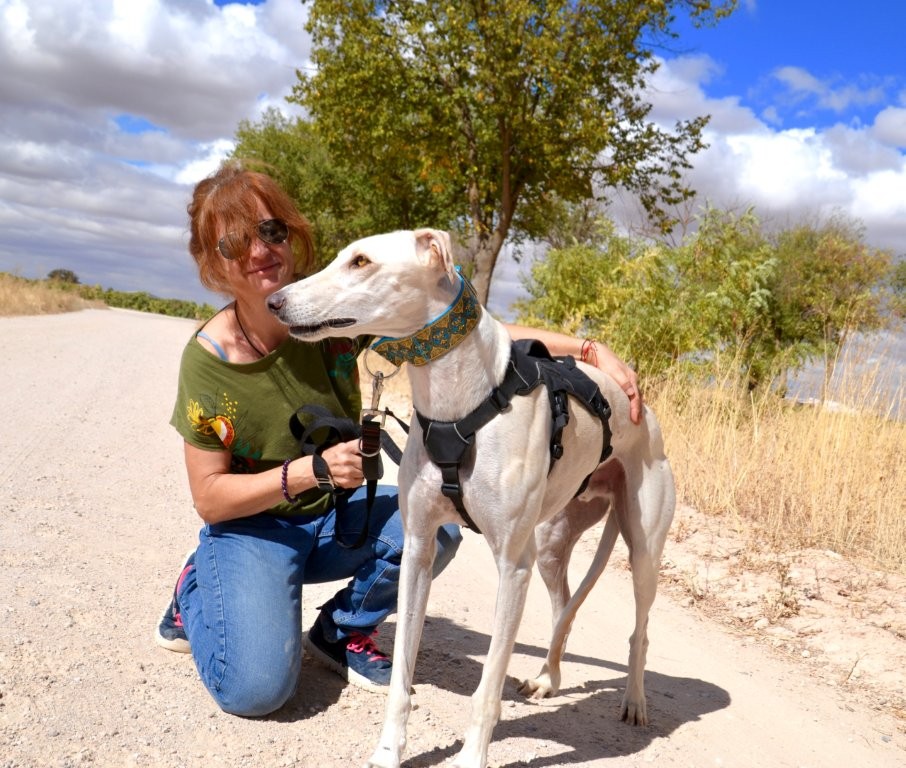 Photo de ICARO, un lévrier en attente d adoption