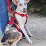 Lévrier de race  Photo de JASPER, un lévrier à adopté