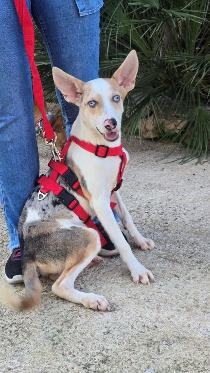 Photo de JASPER, un lévrier en attente d adoption