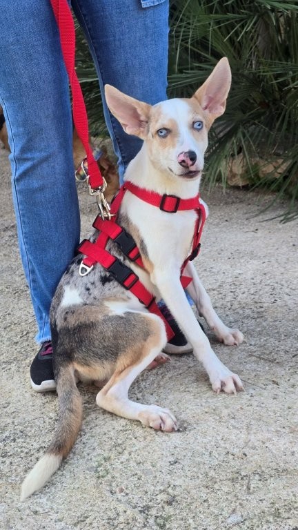 Photo de JASPER, un lévrier en attente d adoption