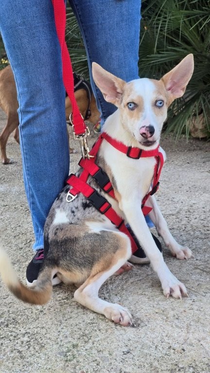 Photo de JASPER, un lévrier en attente d adoption