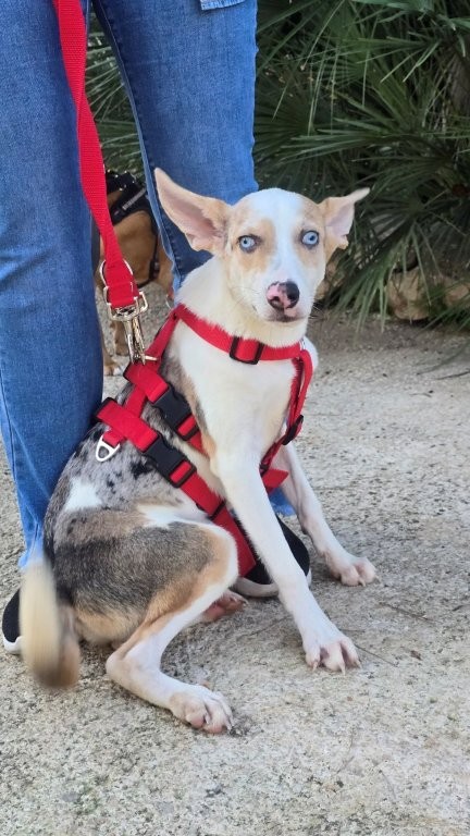 Photo de JASPER, un lévrier en attente d adoption