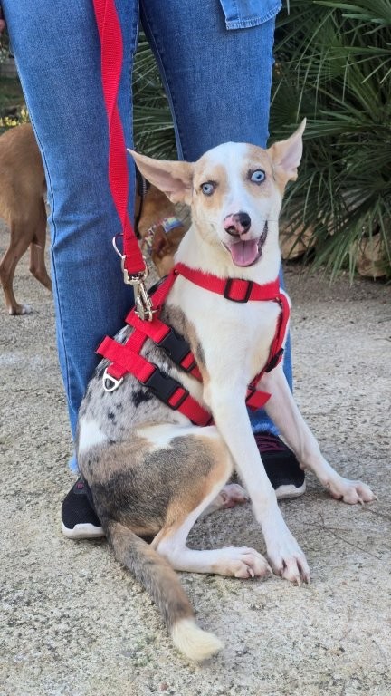 Photo de JASPER, un lévrier en attente d adoption