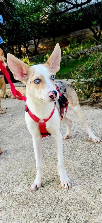 Photo de JASPER, un lévrier en attente d adoption