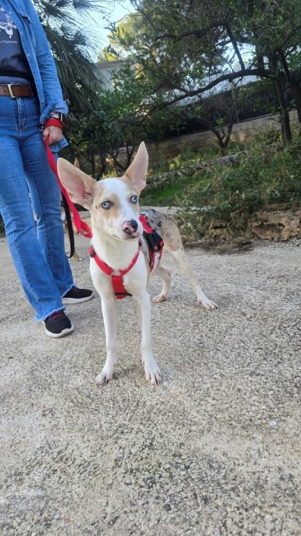 Photo de JASPER, un lévrier en attente d adoption