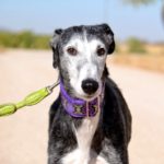 Lévrier de race galgos Photo de LYS, un lévrier à adopté