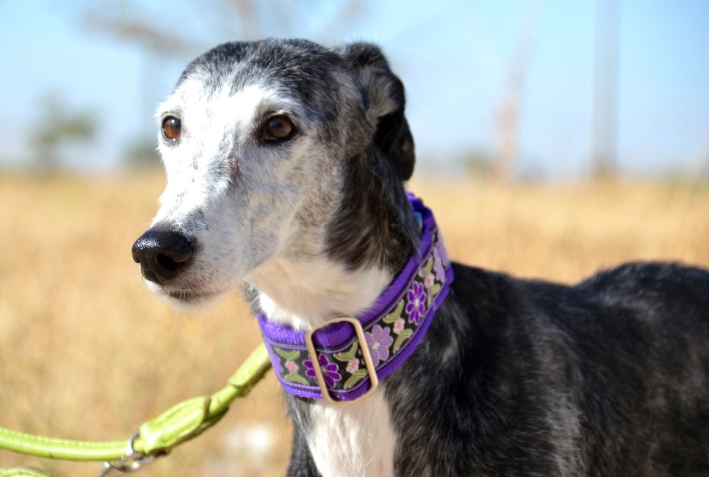 Photo de LYS, un lévrier en attente d adoption