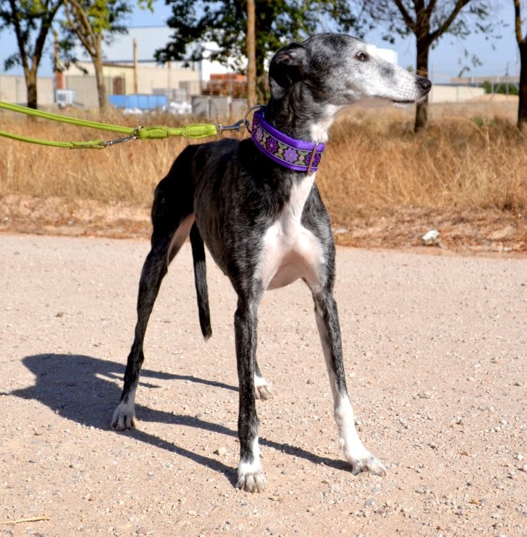 Photo de LYS, un lévrier en attente d adoption