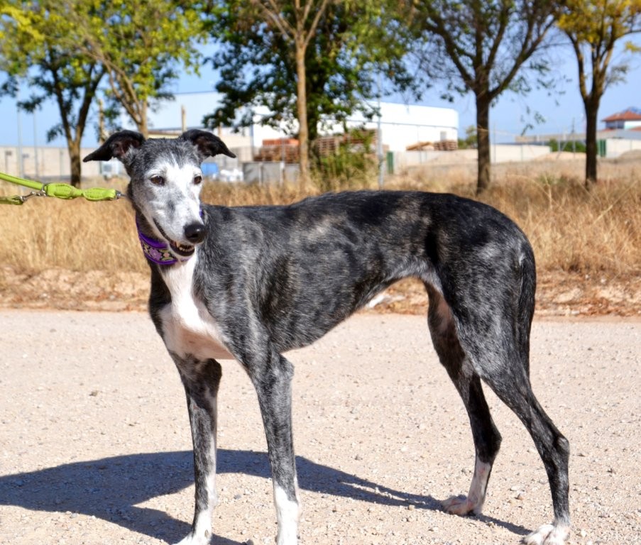 Photo de LYS, un lévrier en attente d adoption