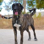 Lévrier de race galgos Photo de MACA, un lévrier à adopté
