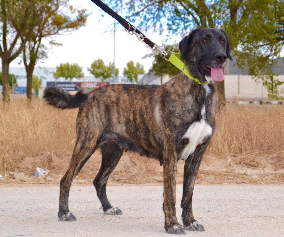 Photo de MACA, un lévrier en attente d adoption
