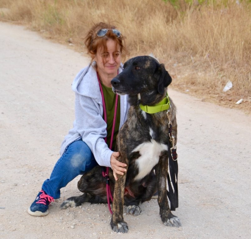 Photo de MACA, un lévrier en attente d adoption