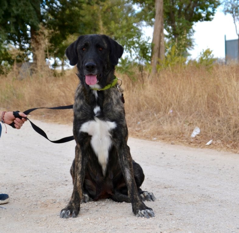 Photo de MACA, un lévrier en attente d adoption