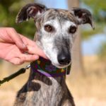 Lévrier de race galgos Photo de MARGARITA, un lévrier à adopté